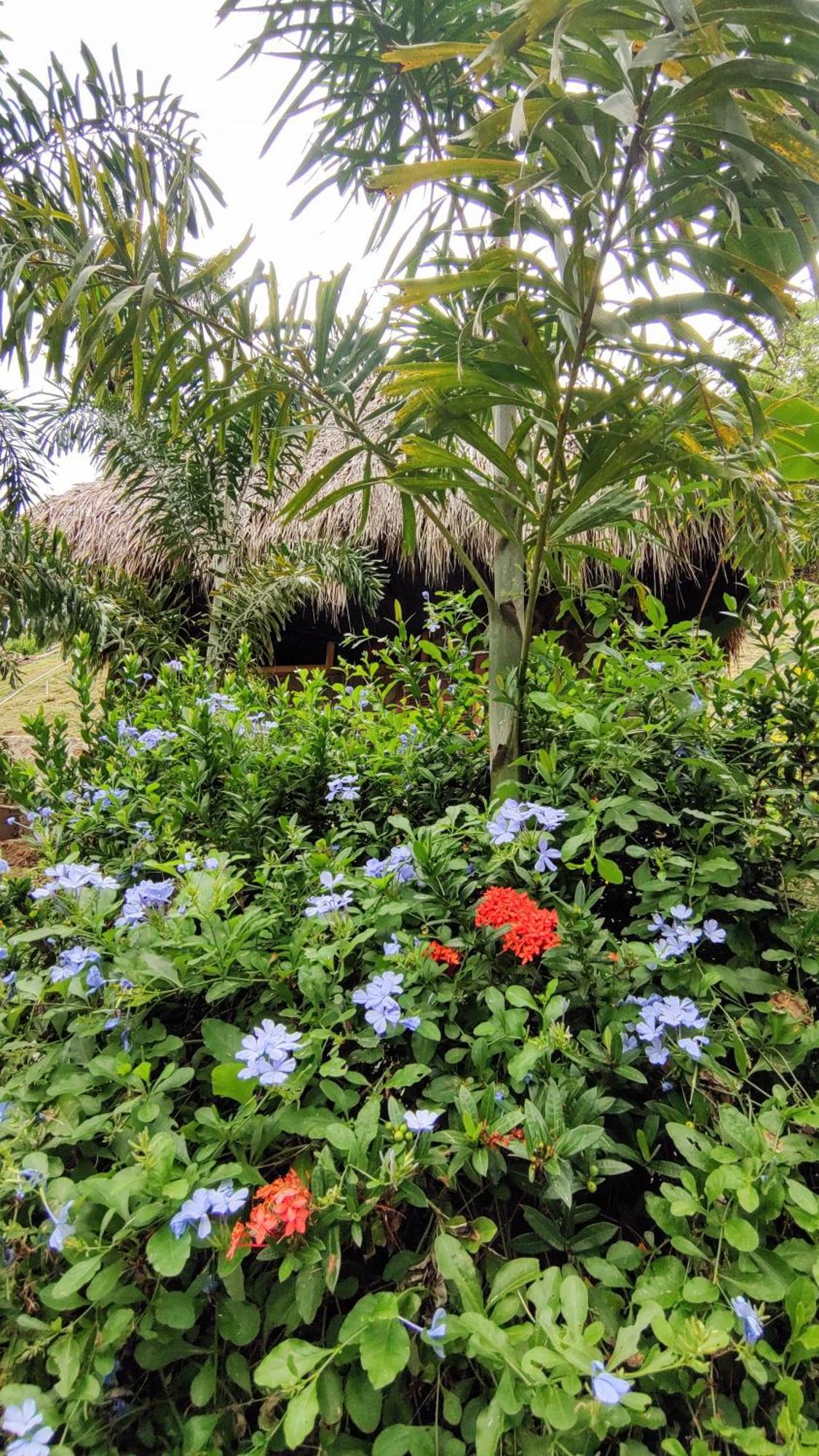 Colibri Parque Tayrona Dentro Del Parque Nacional Tayrona Bed and Breakfast El Zaino Εξωτερικό φωτογραφία