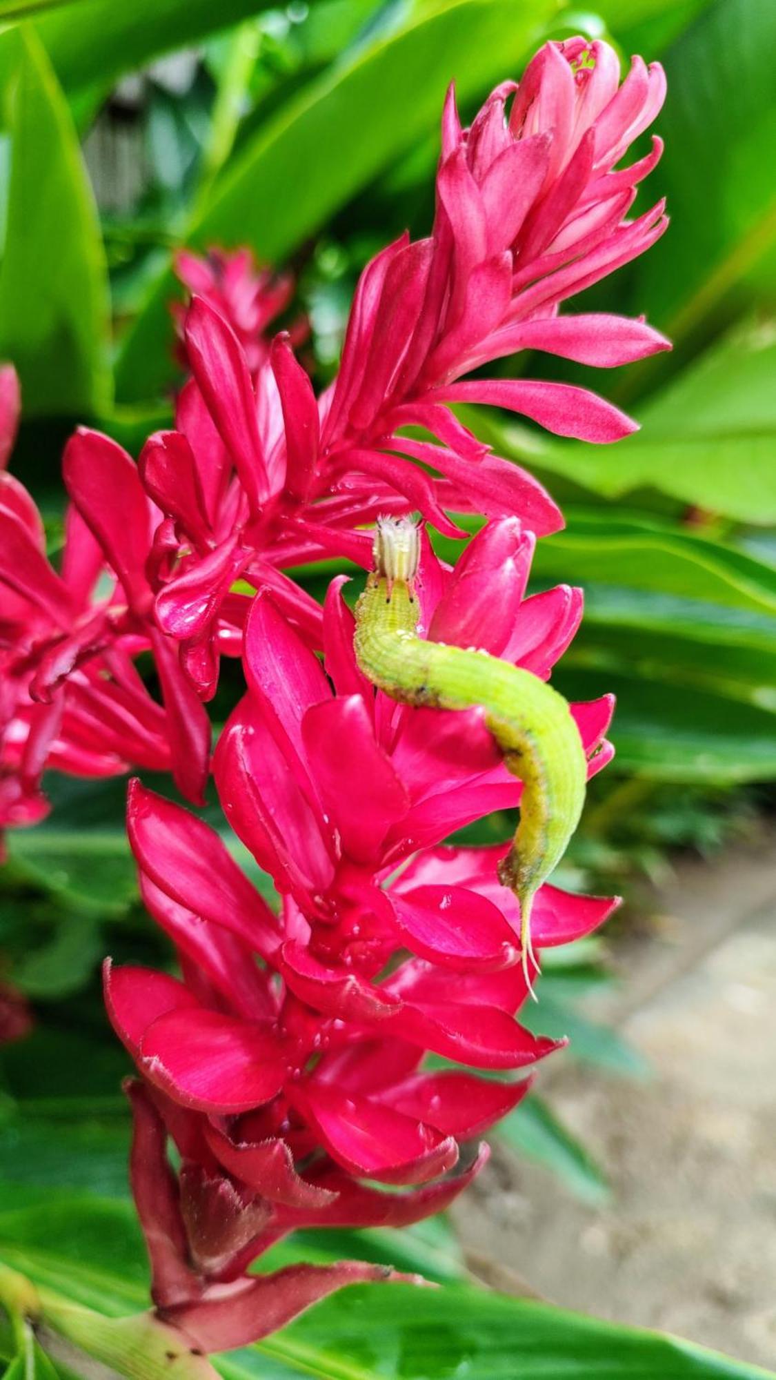 Colibri Parque Tayrona Dentro Del Parque Nacional Tayrona Bed and Breakfast El Zaino Εξωτερικό φωτογραφία